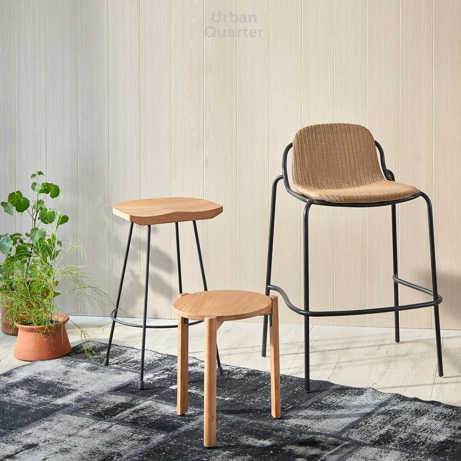 210602_UQ_colony63020(01)