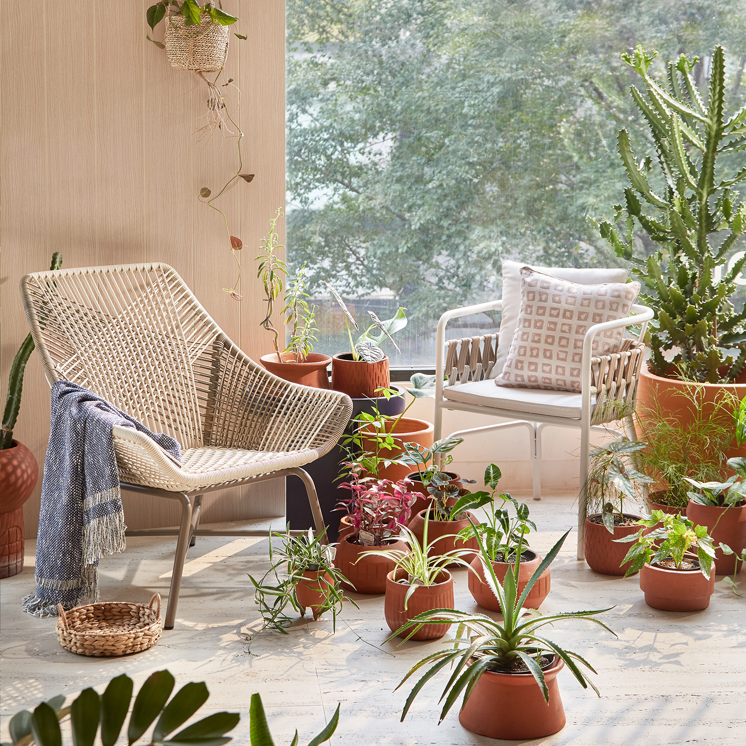 210602_UQ_colony63279(01)