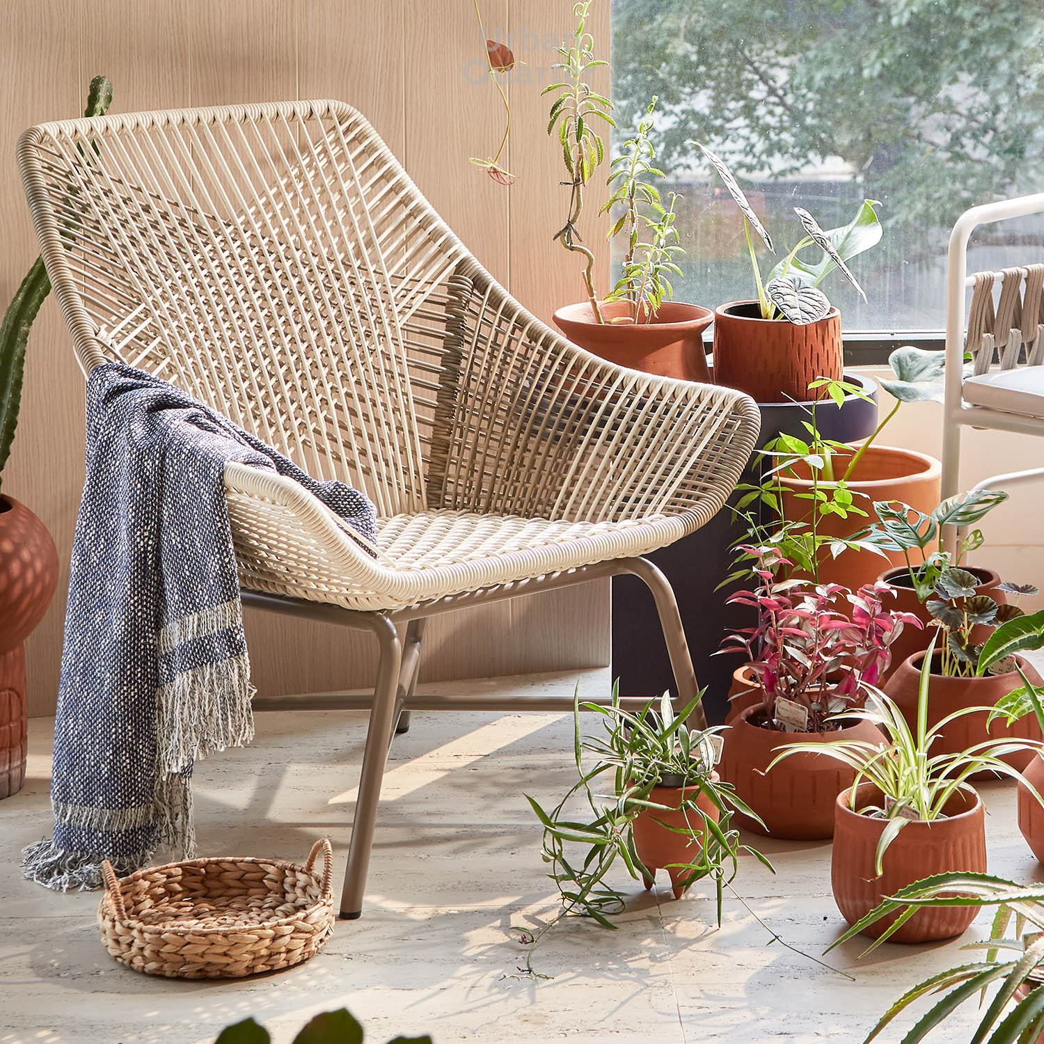 210602_UQ_colony63279(02)