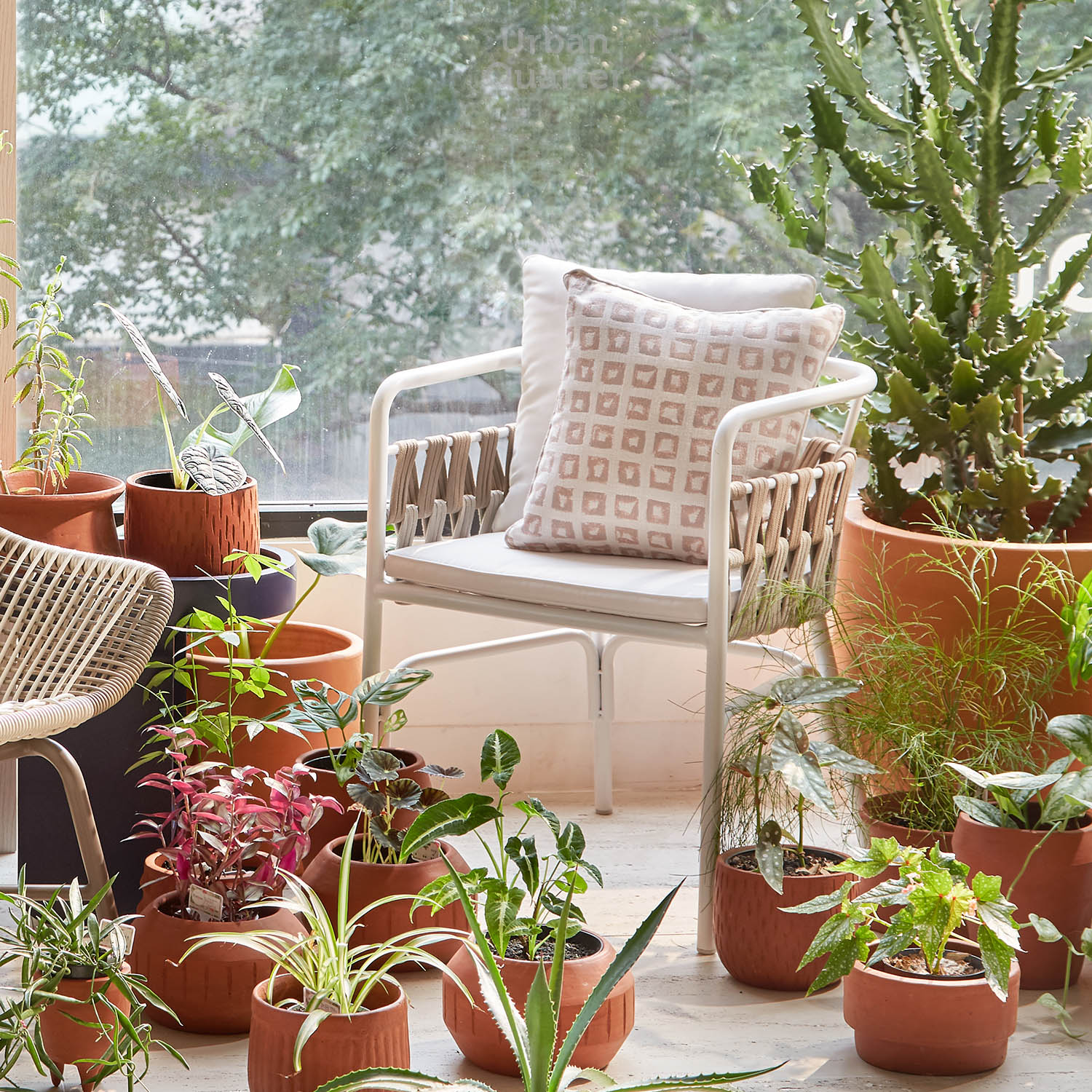 210602_UQ_colony63279(03)